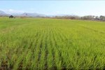 東ティモール 国産米の生産強化による農家世帯所得向上プロジェクト
