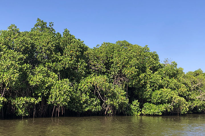 インド：タミル・ナド州気候変動対策生物多様性保全・緑化事業