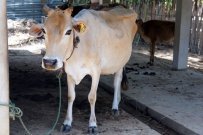 スリランカ 北部州酪農開発プロジェクト