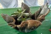 インドネシア：スラウェシ地域開発能力向上プロジェクト