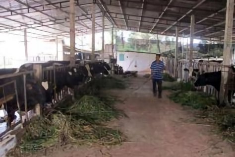 ベトナム中小規模酪農生産技術改善計画プロジェクト