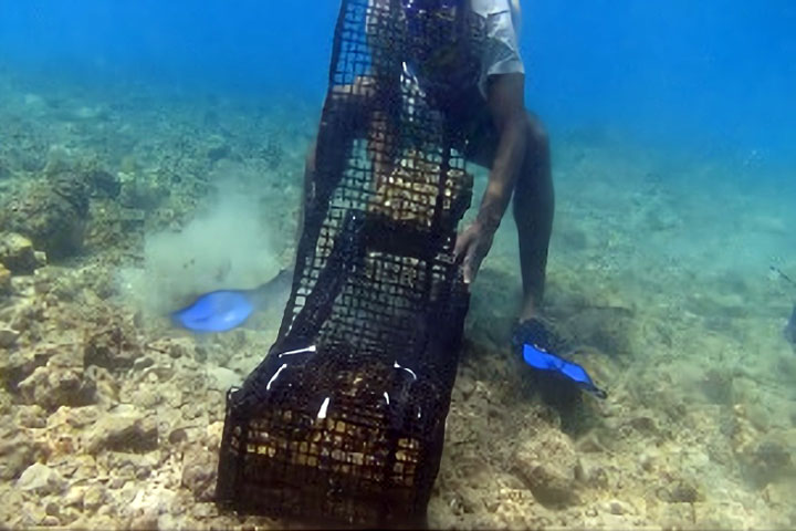バヌアツ：豊かな前浜プロジェクト