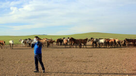 モンゴル：結核と鼻疽の制圧プロジェクト