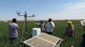 スーダン及びサブサハラアフリカの乾燥・高温農業生態系において持続的にコムギを生産するための革新的な気候変動耐性技術の開発プロジェクト