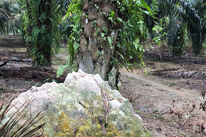 マレーシア：オイルパーム農園の持続的土地利用と再生を目指したオイルパーム古木への高付加価値化技術の開発プロジェクト