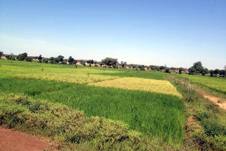 ブルキナファソ優良種子普及計画