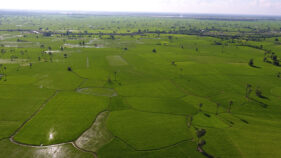 ミャンマー農業所得向上事業