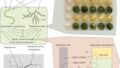 自己修復するコンクリートの仕組みを解明（Cracking The Code: Deciphering How Concrete Can Heal Itself）