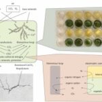 自己修復するコンクリートの仕組みを解明（Cracking The Code: Deciphering How Concrete Can Heal Itself）