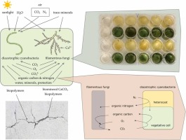 自己修復するコンクリートの仕組みを解明（Cracking The Code: Deciphering How Concrete Can Heal Itself）